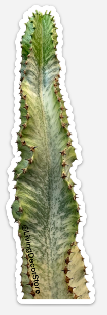 Euphorbia Ammak Variegata Magnet