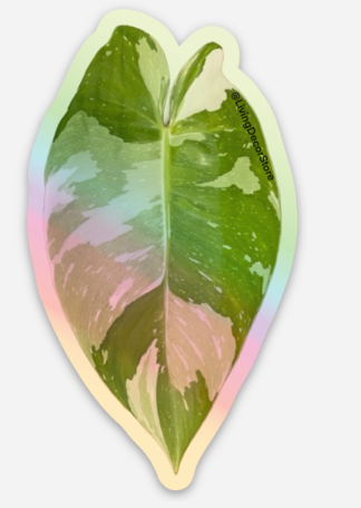 Philodendron White Knight Holographic Sticker